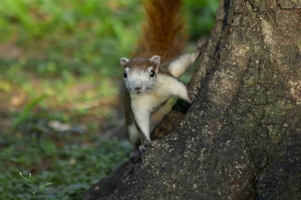 Esquilo Árvore — Fotografia de Stock