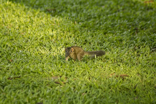 Das Eichhörnchen Läuft Auf Dem Rasen — Stockfoto