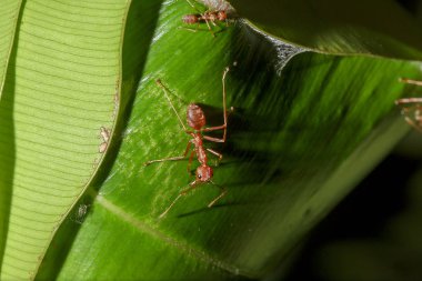 Doğada yapraklarda kırmızı karıncalar vardır.
