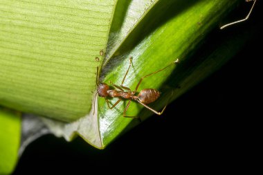 Doğada yapraklarda kırmızı karıncalar vardır.