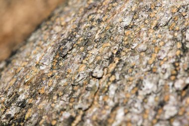 Kırmızı karıncalar ağacız.