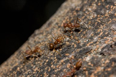 Kırmızı karıncalar ağacız.