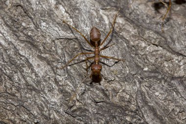 Kırmızı karıncalar ağacız.