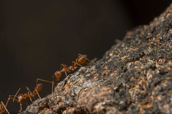 Formigas Vermelhas Estão Árvore — Fotografia de Stock