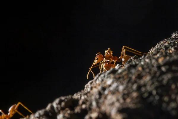Formigas Vermelhas Estão Árvore — Fotografia de Stock