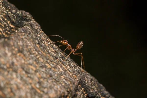 Las Hormigas Rojas Están Árbol — Foto de Stock