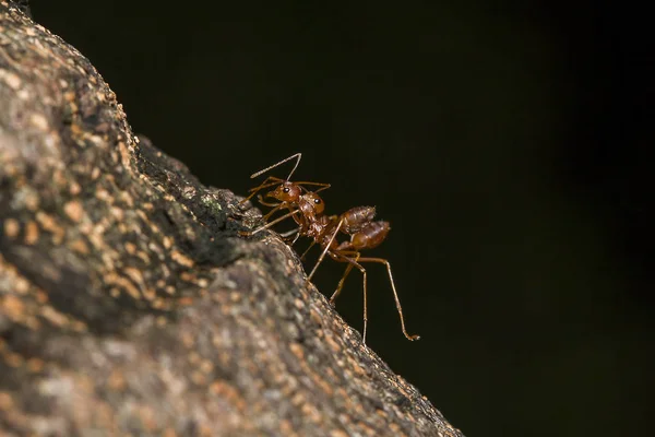 Red Ants Tree — Stock Photo, Image