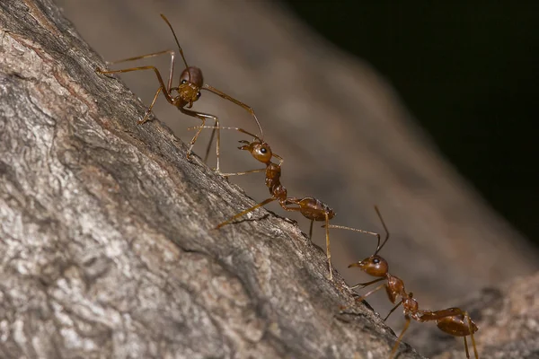 Red Ants Tree — Stock Photo, Image