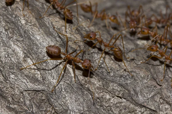 Les Fourmis Rouges Sont Sur Arbre — Photo