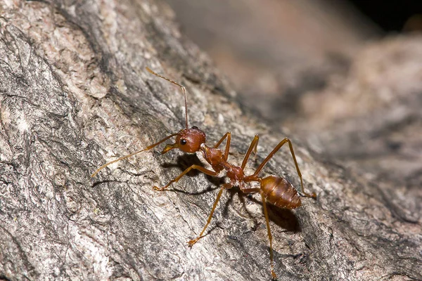 Les Fourmis Rouges Sont Sur Arbre — Photo