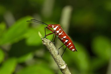 Pamuk stainer dallar