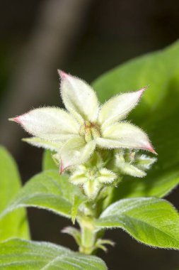 Doğada çiçek açan beyaz kır çiçekleri
