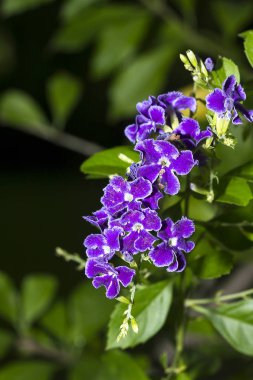 Duranta repens Eflatun çiçekler 5 yaprakları ile.