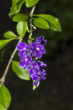 Duranta repens Eflatun çiçekler 5 yaprakları ile.