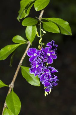 Duranta repens Eflatun çiçekler 5 yaprakları ile.