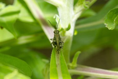 Çekirge yaprakların üzerine kahverengi renk ile