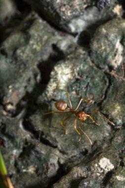 Ağaçta, türler Oecophylla smaragdina karınca ailesindeki adı kırmızı karıncalar