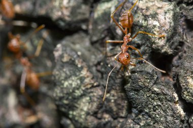 Ağaçta, türler Oecophylla smaragdina karınca ailesindeki adı kırmızı karıncalar