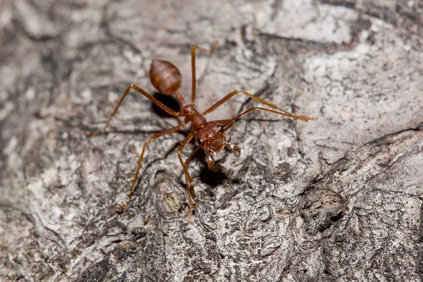 Red Ants Tree — Stock Photo, Image