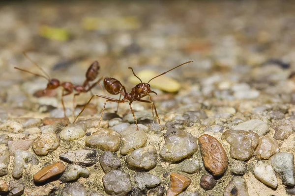 Semut Merah Lantai Mengancam — Stok Foto