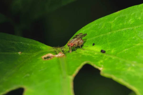 Syrphidae Знаходяться Листя Природі Або Відомий Hoverfly Сім Комах — стокове фото