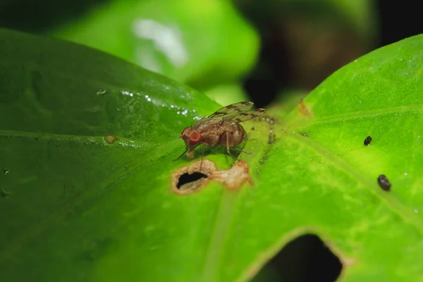 Syrphidae Zijn Bladeren Natuur Gekend Als Zweefvliegen Een Familie Van — Stockfoto