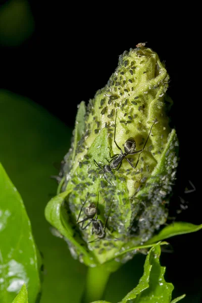 黒アリが黄色のハイビスカスの花 — ストック写真