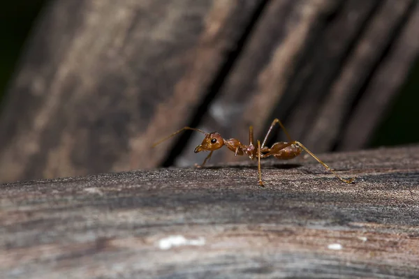 Ağaçtaki Kırmızı Karınca — Stok fotoğraf