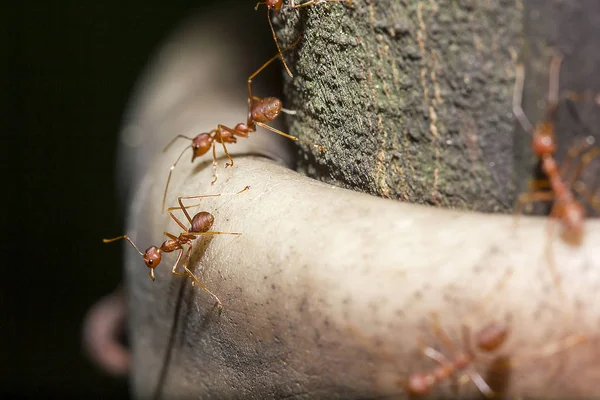 Formigas Vermelhas Árvore Nome Espécie Oecophylla Smaragdina Família Formicidae — Fotografia de Stock