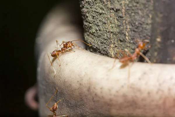 Red Ants Tree Name Species Oecophylla Smaragdina Family Formicidae — Stock Photo, Image