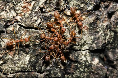Ağaçta, türler Oecophylla smaragdina karınca ailesindeki adı kırmızı karıncalar