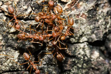 Ağaçta, türler Oecophylla smaragdina karınca ailesindeki adı kırmızı karıncalar