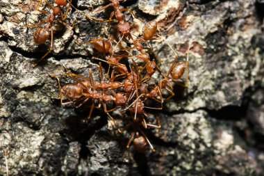 Ağaçta, türler Oecophylla smaragdina karınca ailesindeki adı kırmızı karıncalar