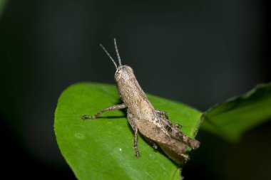 Yeşil yapraklar üzerinde küçük kahverengi çekirge