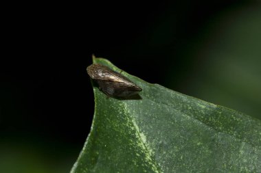 Yeşil yapraklar üzerinde küçük kahverengi çekirge