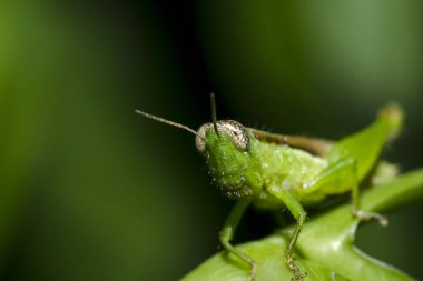 Yaprakların üzerine çekirge