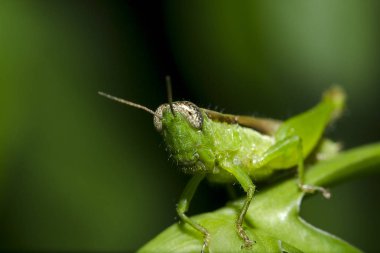 Yaprakların üzerine çekirge