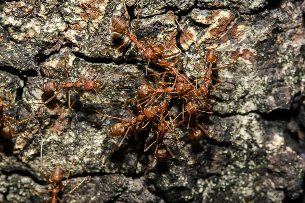 Красные Муравьи Дереве Название Вида Oecophylla Smaragdina Семействе Formicidae — стоковое фото