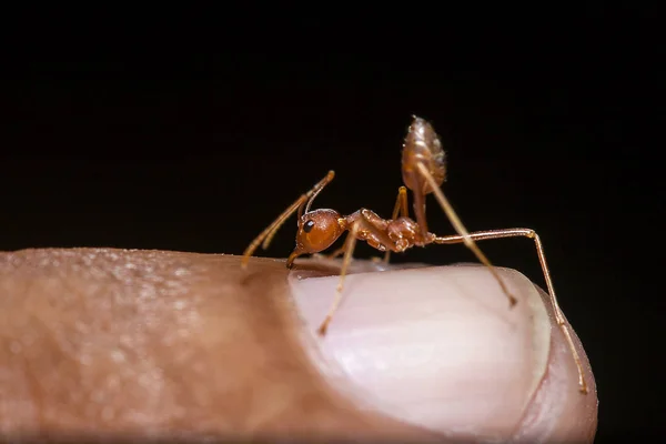 Red Ants Fingers — Stock Photo, Image