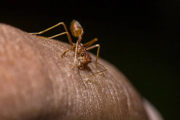 Red Ants Fingers — Stock Photo, Image