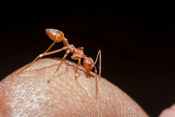 Red Ants Fingers — Stock Photo, Image