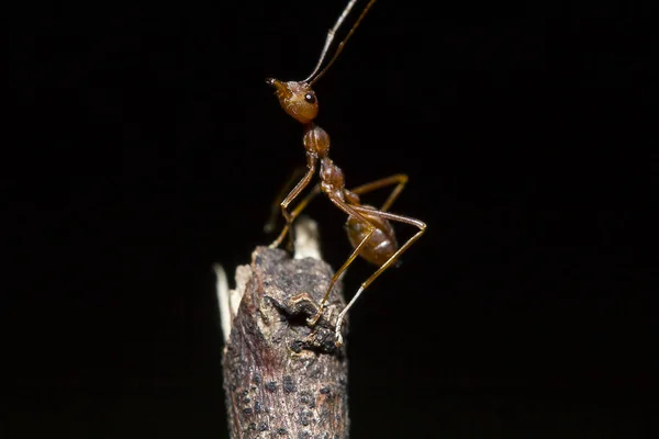 Formigas Vermelhas Árvore Nome Espécie Oecophylla Smaragdina Família Formicidae — Fotografia de Stock