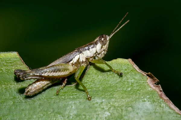 Grasshopper Green Leaves — Stock Photo, Image