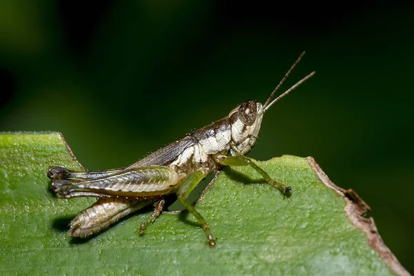 Grasshopper Green Leaves — Stock Photo, Image