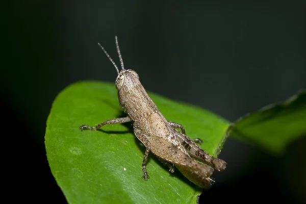 Sauterelle Sur Feuilles Vertes — Photo