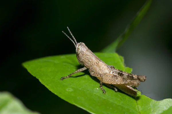 Piccola Cavalletta Marrone Foglie Verdi — Foto Stock