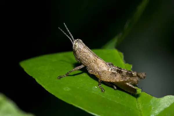 Petite Sauterelle Brune Sur Feuilles Vertes — Photo