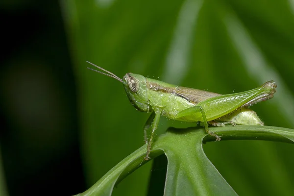 Grasshoppers Folhas Verdes Fazendo Olhar Harmonioso Com Natureza Ambiente Vivo — Fotografia de Stock