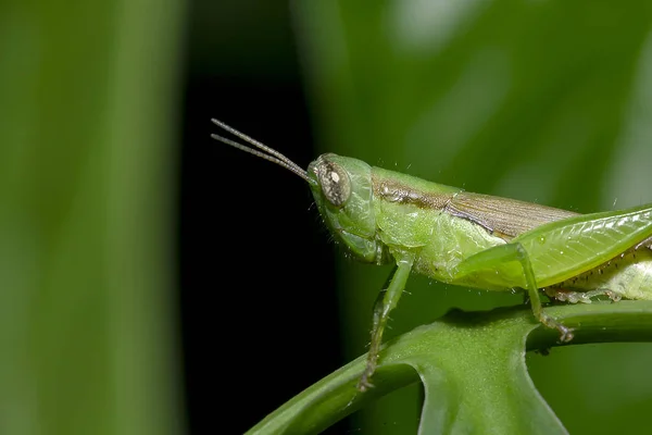 Grasshoppers Folhas Verdes Fazendo Olhar Harmonioso Com Natureza Ambiente Vivo — Fotografia de Stock