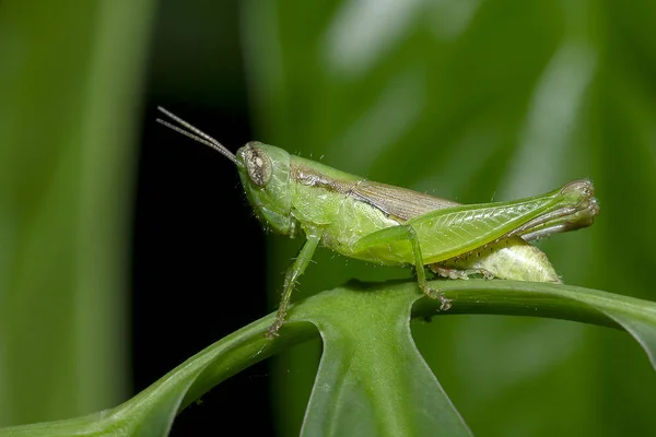 Grasshoppers Folhas Verdes Fazendo Olhar Harmonioso Com Natureza Ambiente Vivo — Fotografia de Stock